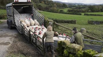 Sheep farmers putting sheep in a trailer.
