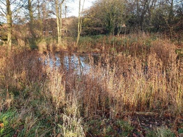 Overgrown shrubs surrounding small pond.