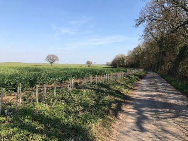 Row of forestry being planted