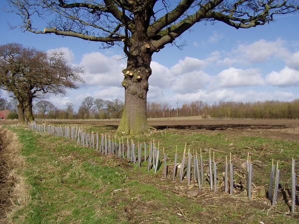 Row of planted hedgerow waiting to grow