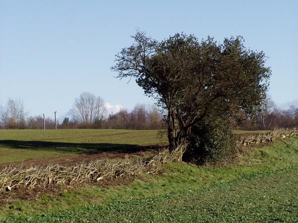 Forestry growing around hedgerow