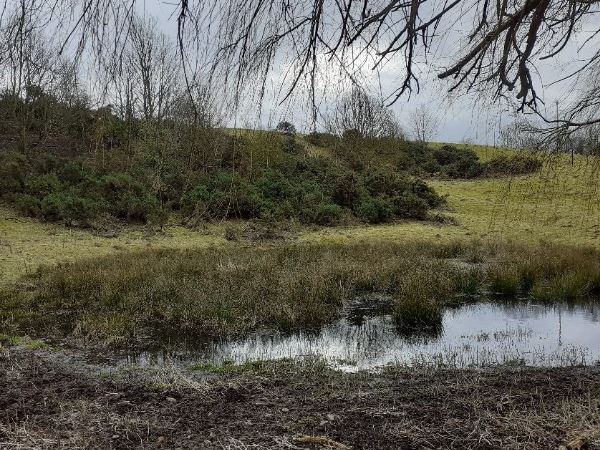 Pond surrounded by grass full of wildlife