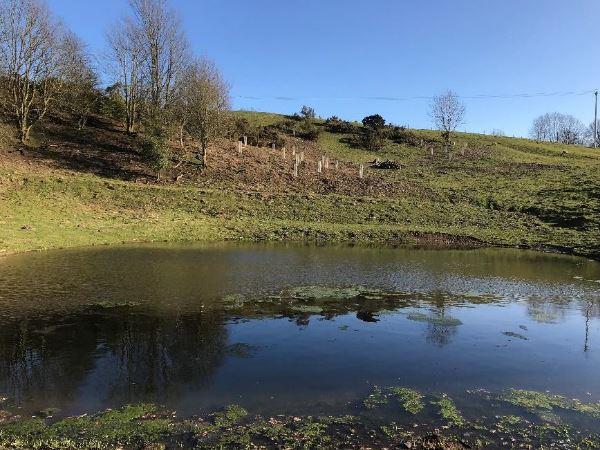 Large pond with trees and a field around.