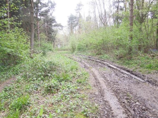 Clear pathway that has been set out through tall grass and bushes