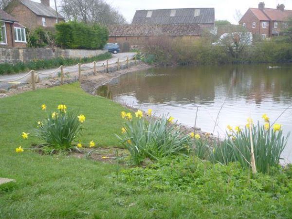 Grass field on side of pond with sun flowers growing