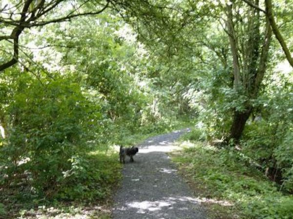 Nice path set out under tree canopy looking very scenic