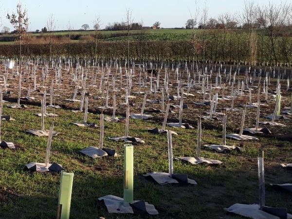 Hundreds of trees all planted in rows waiting to grow