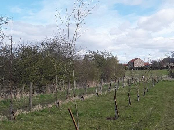 Field of new trees being planted all over