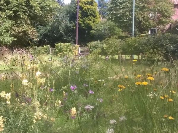 Beautiful wildflowers growing in field