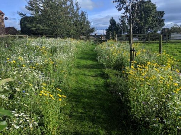 Grass pathway through growing wildflowers.