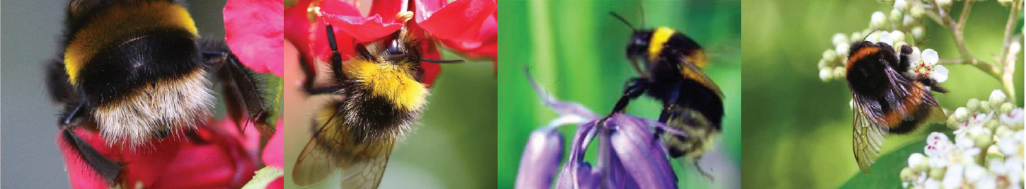 Four images of bumblebees on flowers. Bumblebees are round and very hairy with a yellow, white or orange band on their tails.