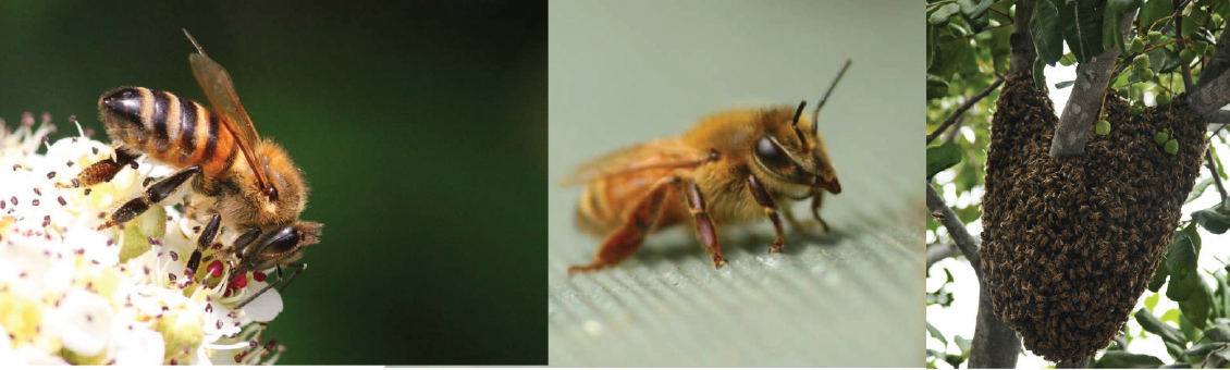 Two honeybees and a swarm of honeybees. Honeybees have golden brown or dark bands and are slightly furry.