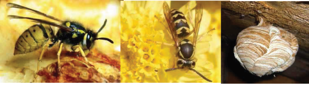 Two wasps and a wasps nest. They are smooth-bodied and bright yellow with thick black stripes.