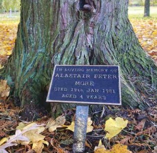 Bronze plaque memorial by a tree