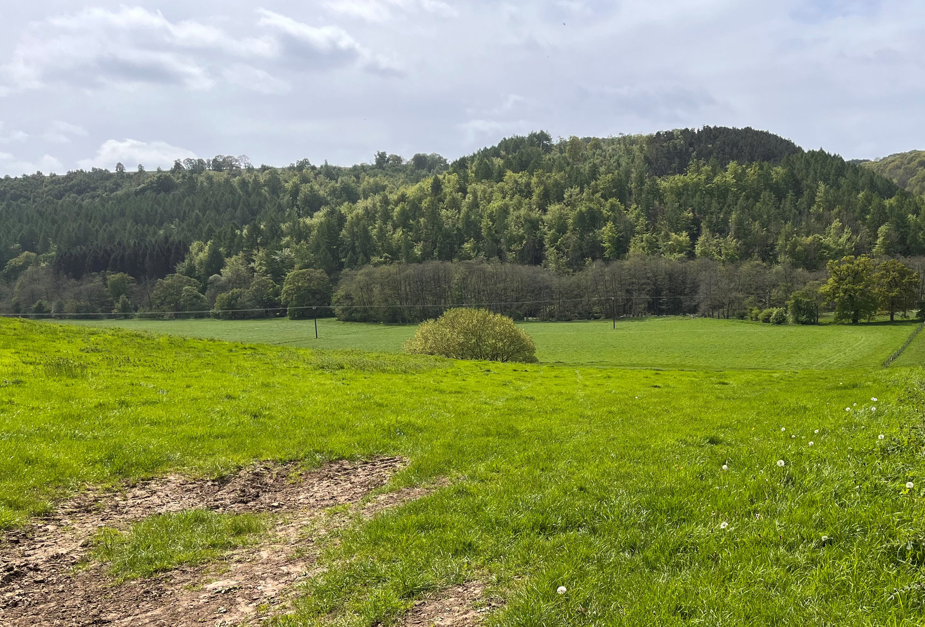 A field with trees in the background