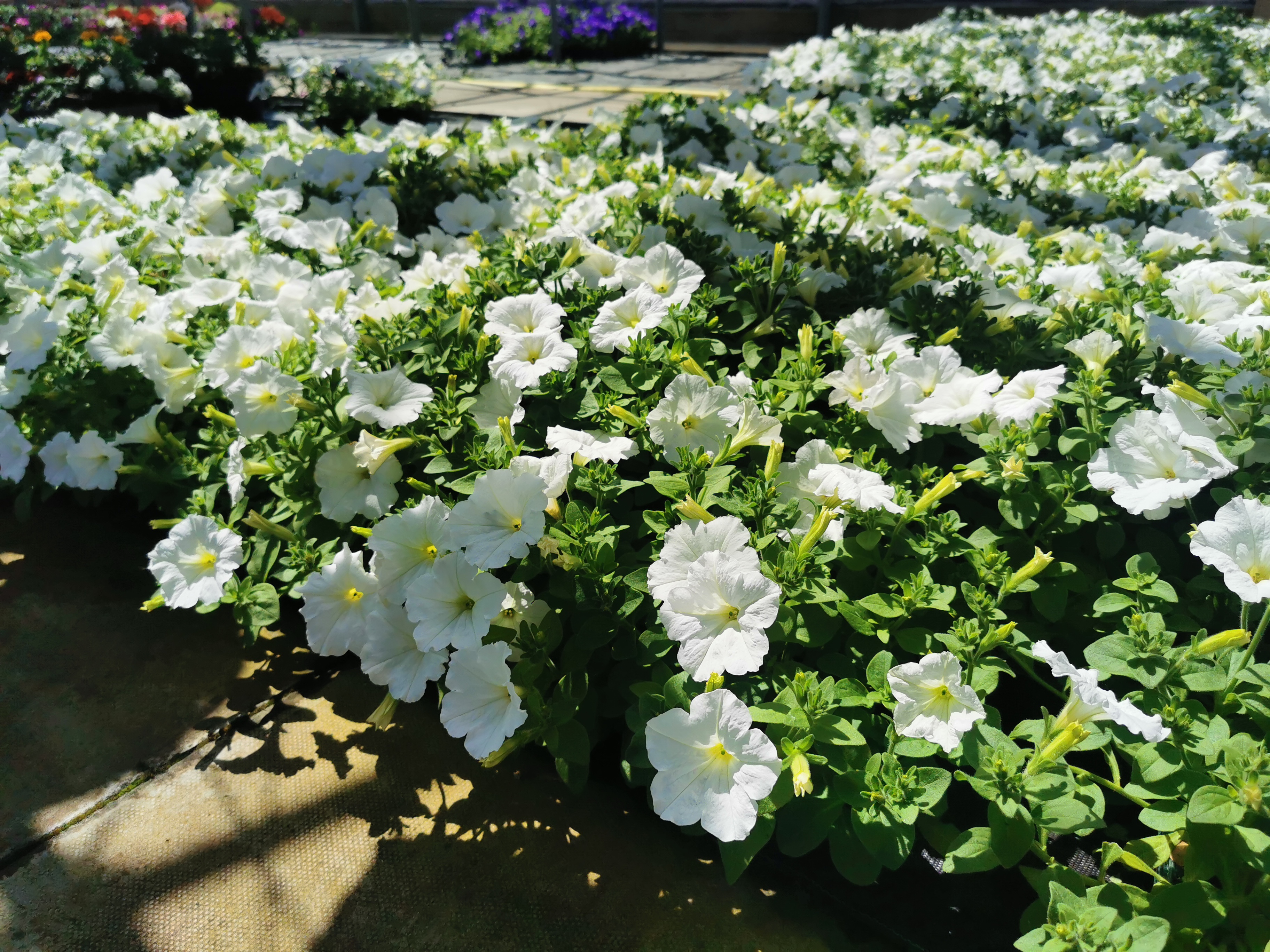 Plants at Harrogate nursery