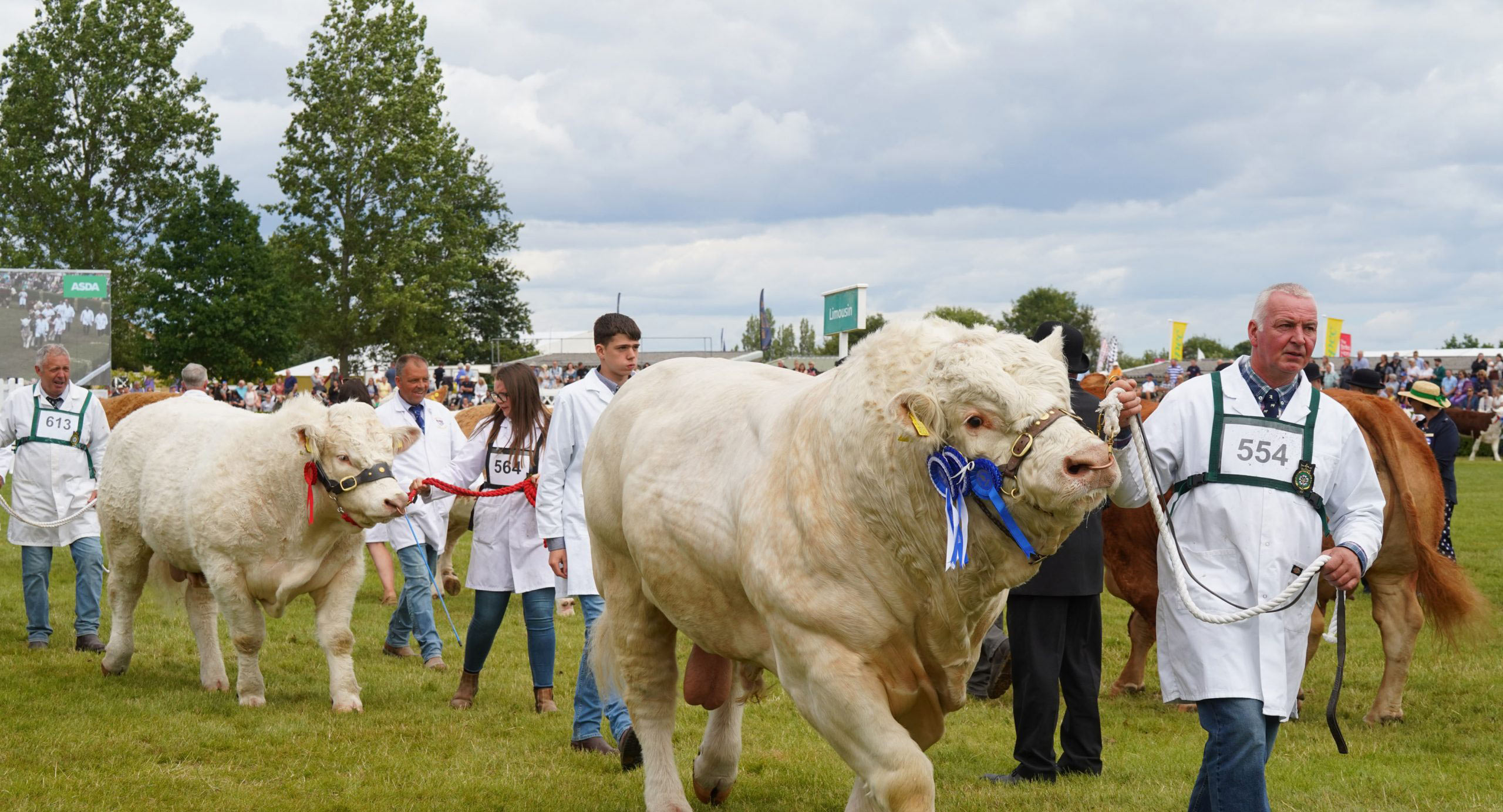 Cows and their handlers