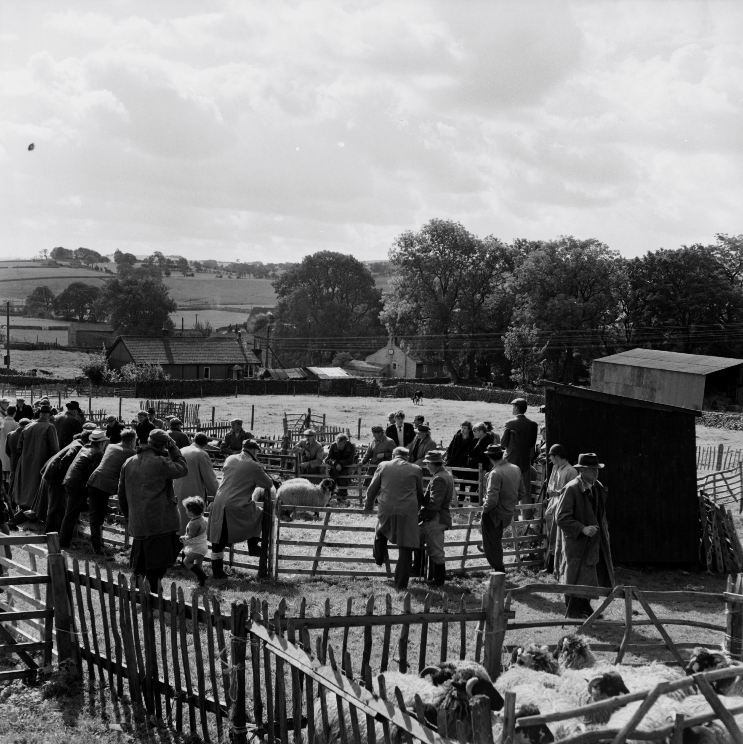 The Malham Sheep Sale is traditionally held on the Saturday of the August Bank Holiday as part of the Malham Show. This photograph is from 1964.
