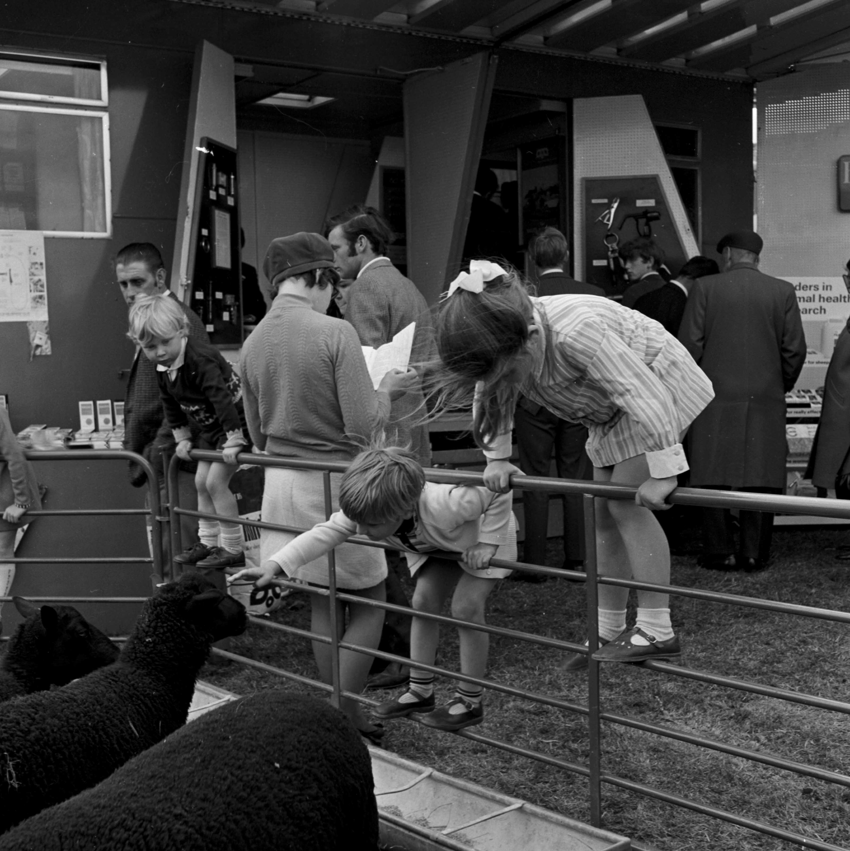 Children fascinated by black Welsh mountain sheep at the show in 1970.