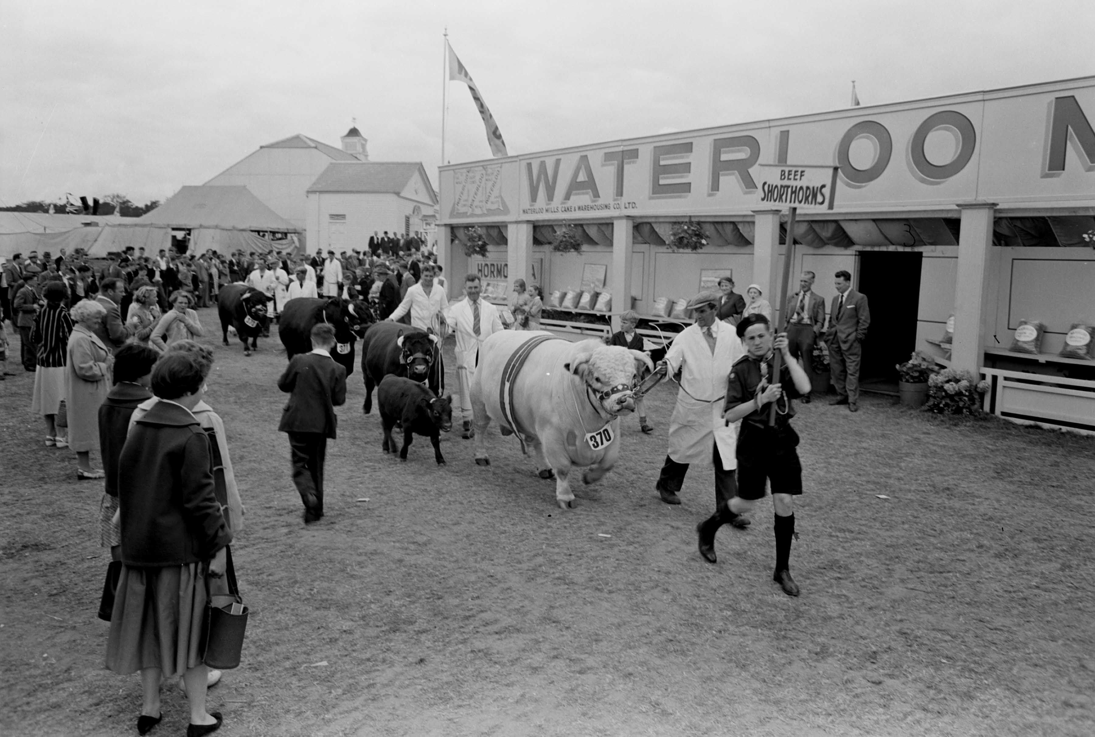 Beef shorthorn parade at the show in 1951.