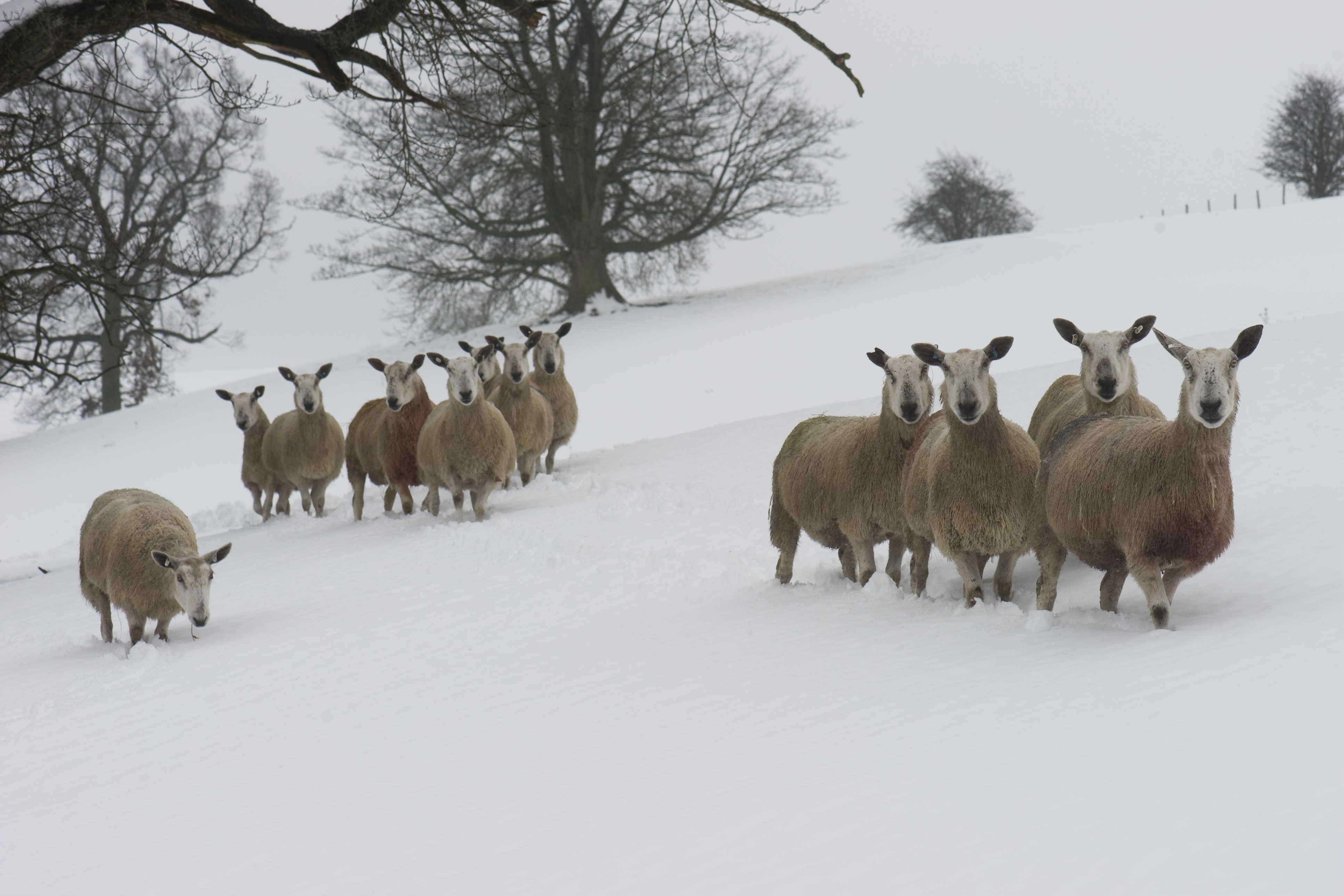 A flock of sheep in a snowy field.