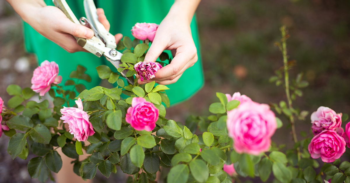 A lady cutting flowers