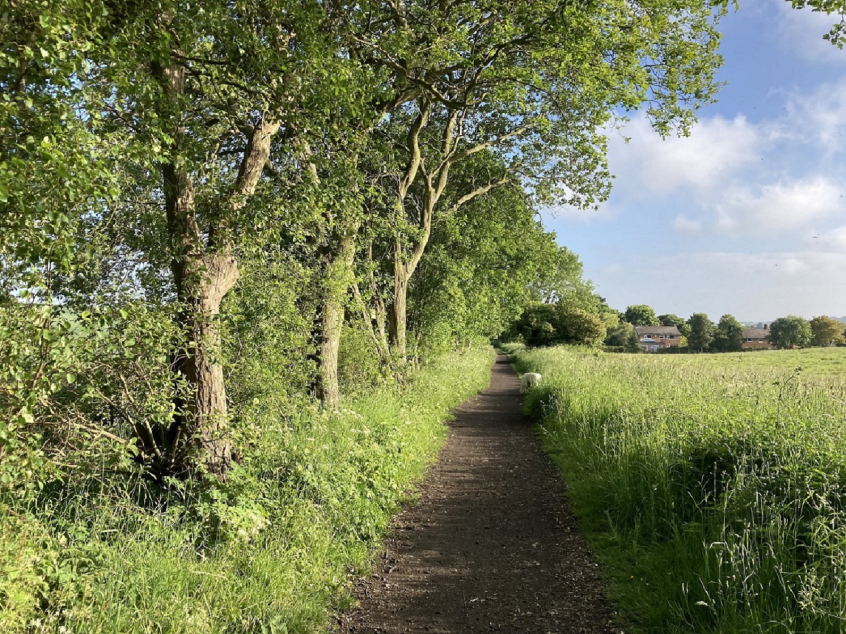 The Cinder Track