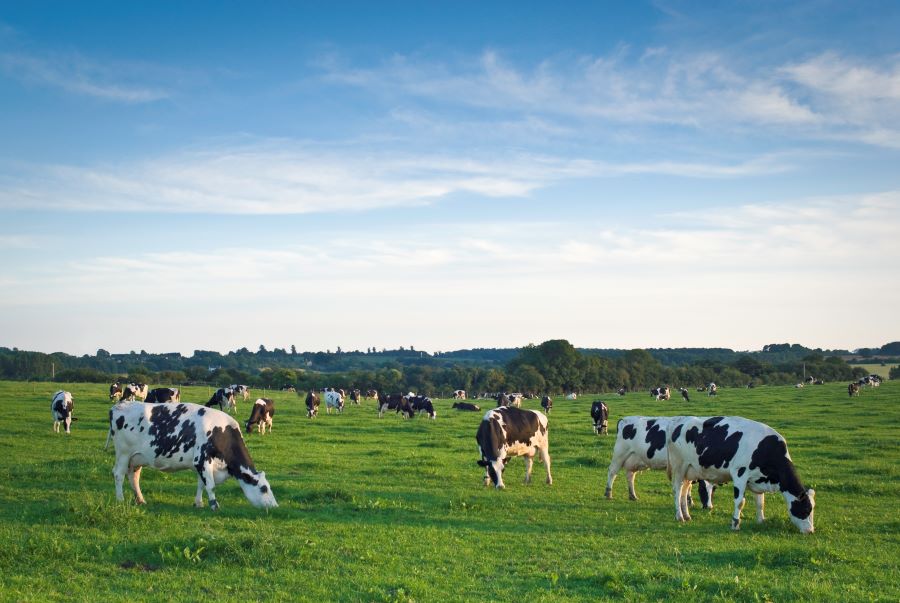 A herd of cattle in a field.