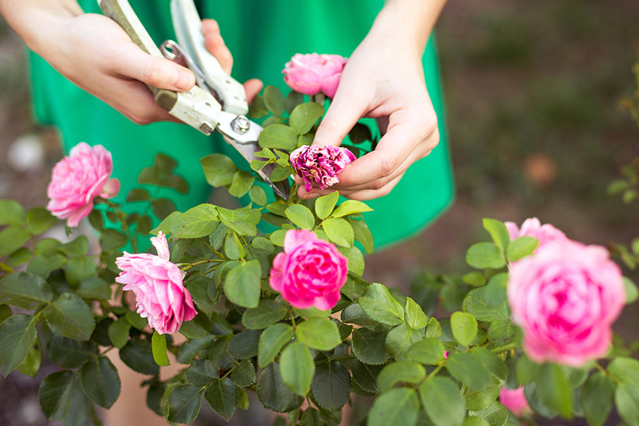 A person cutting flowers