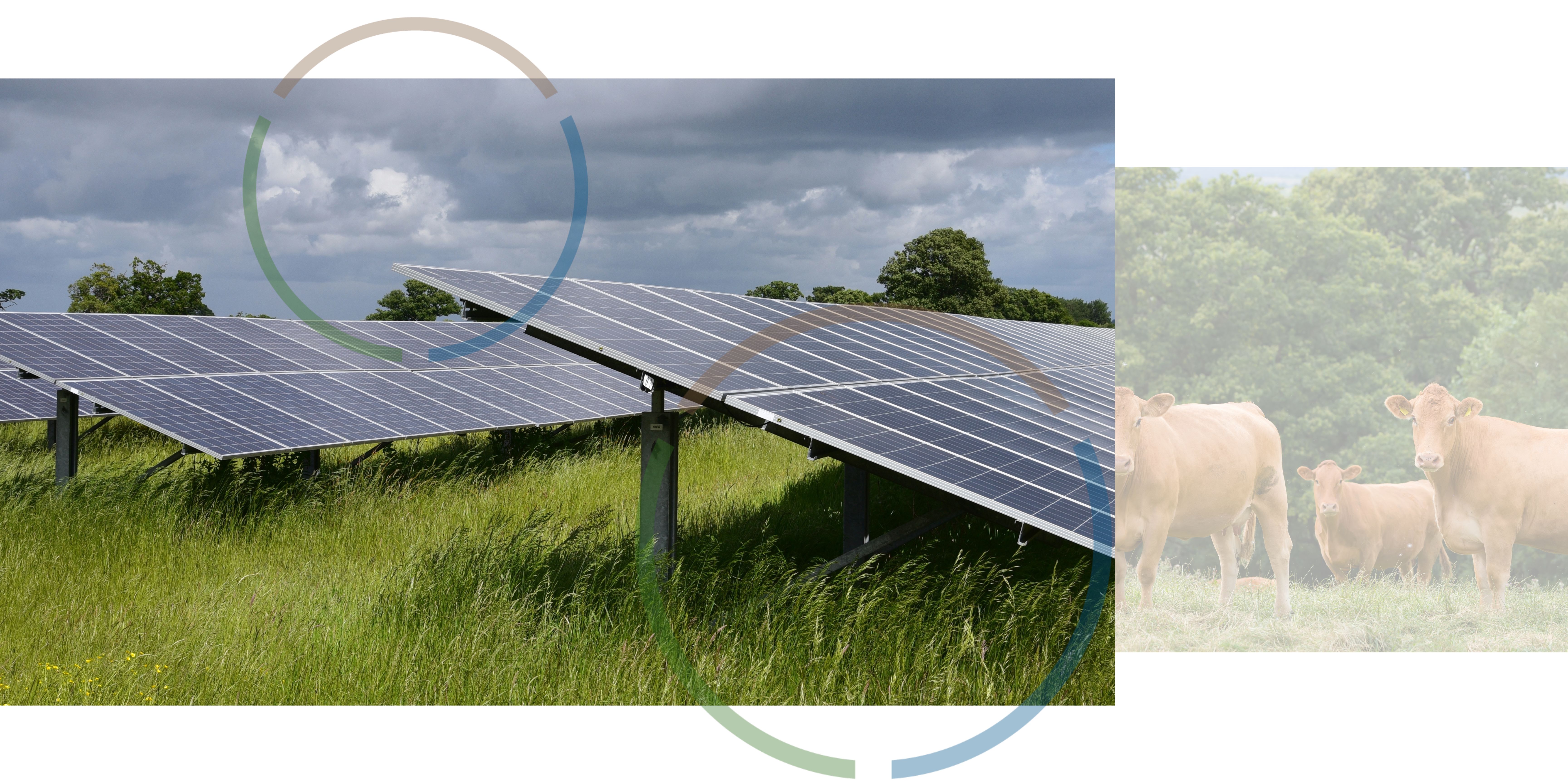 An image of solar panels next to an image of cows in a field.