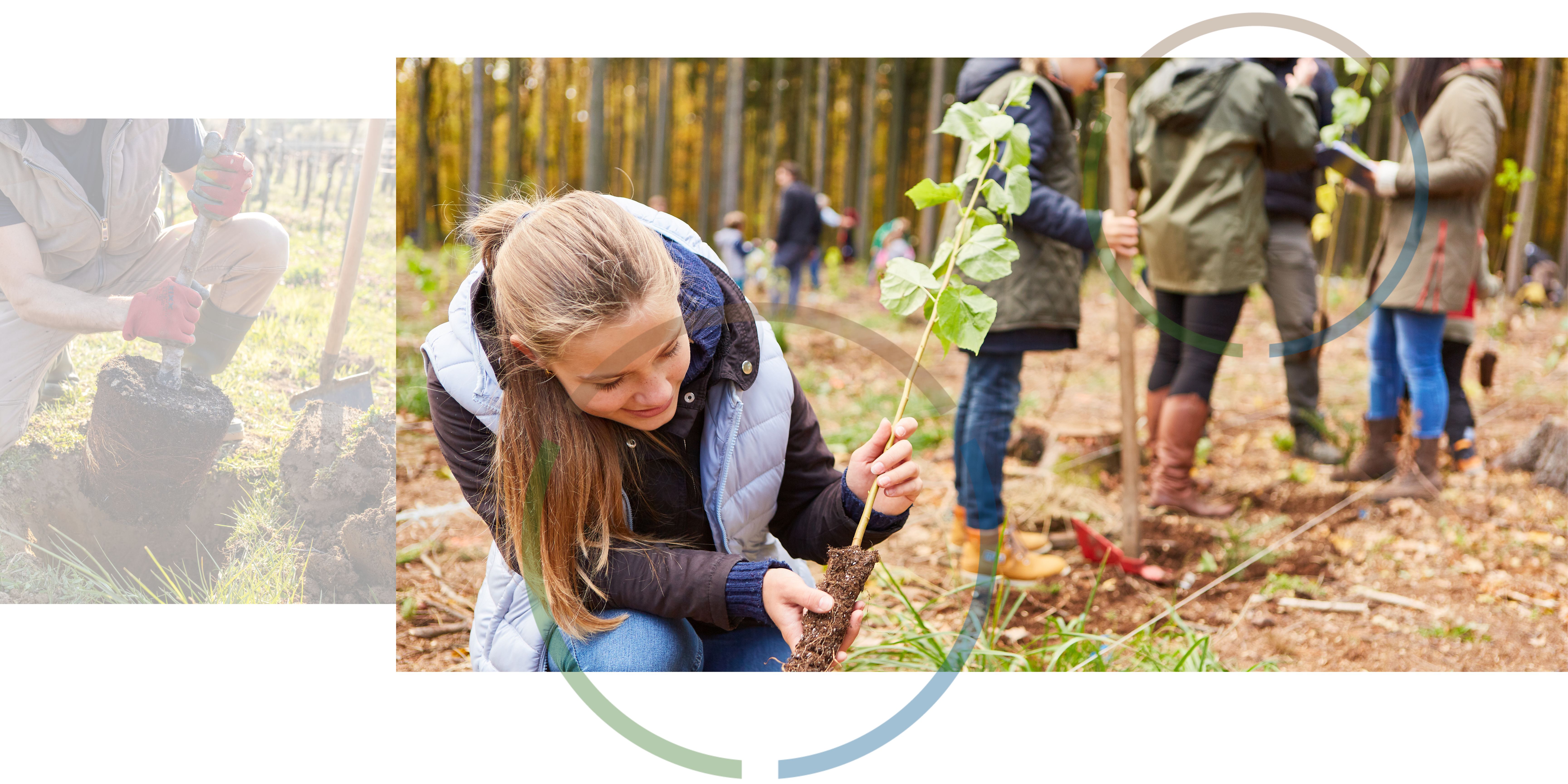 Two images of people planting trees.