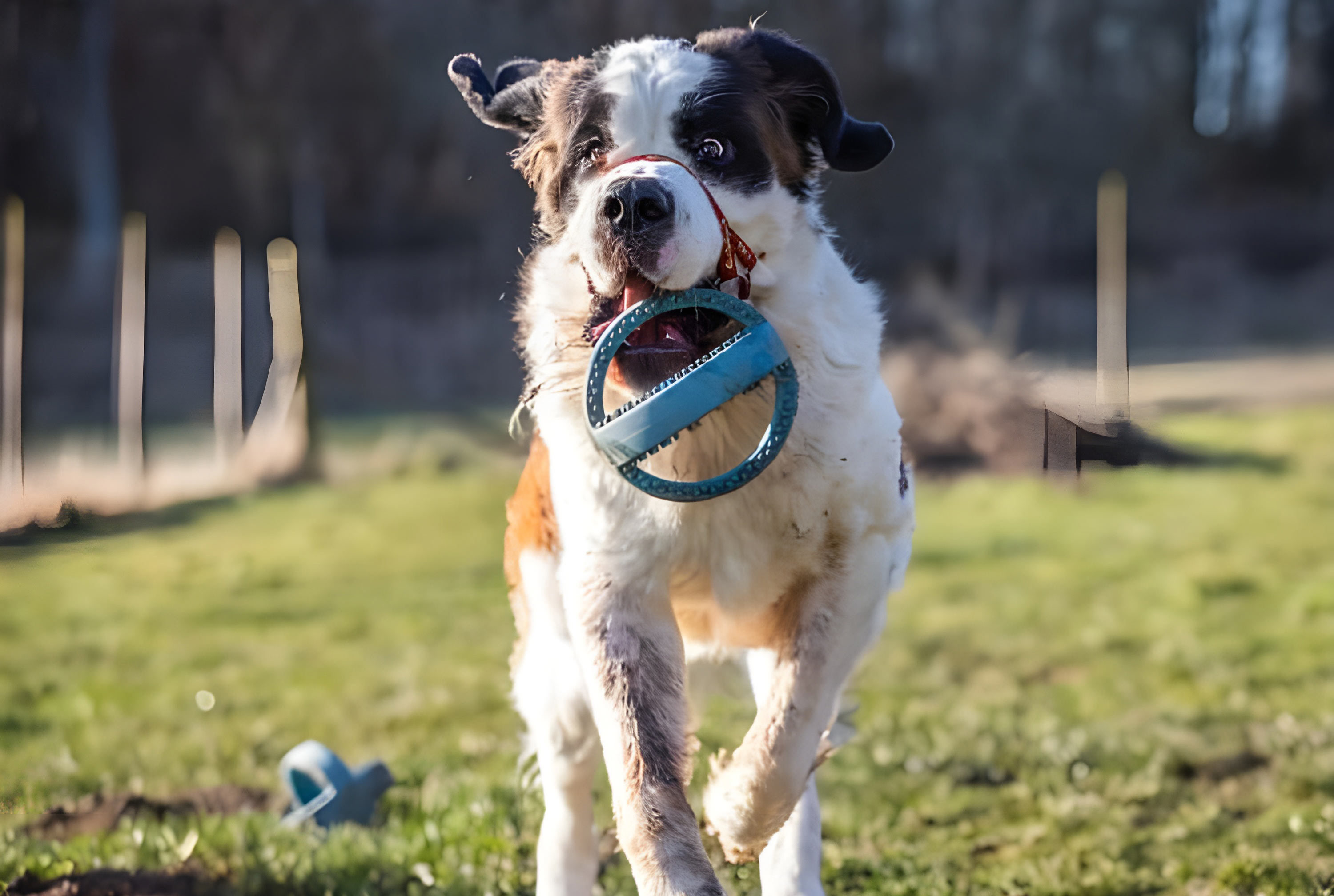 Bertha a St Bernard’s pup