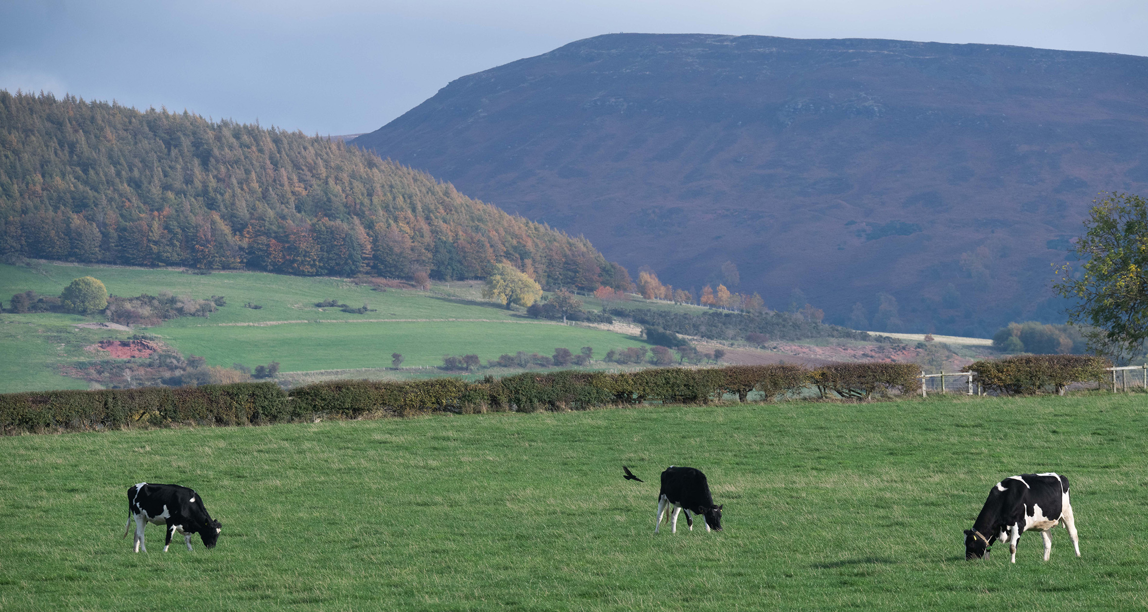 A view of rural North Yorkshire near Northallerton. 