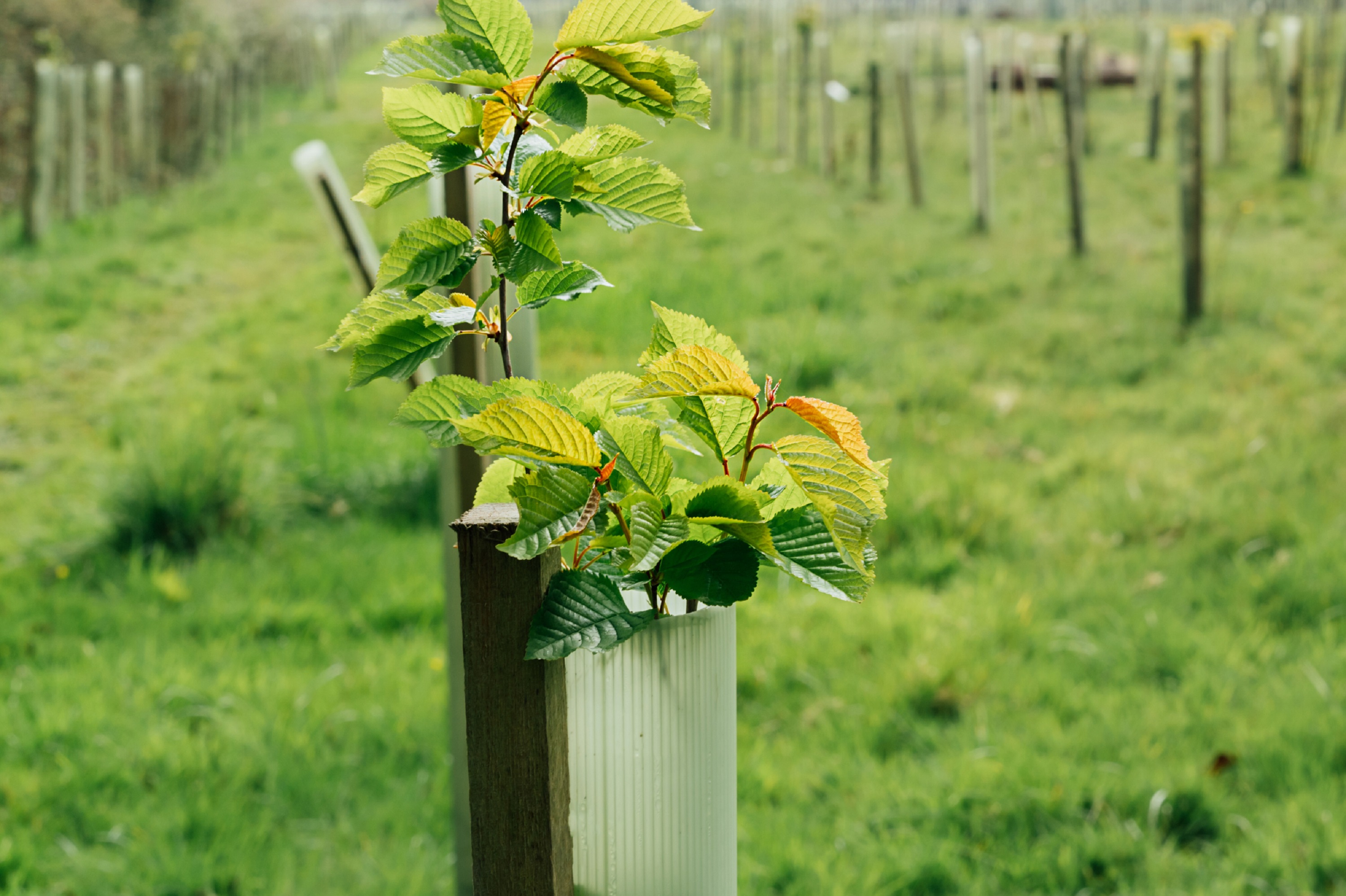 A new tree