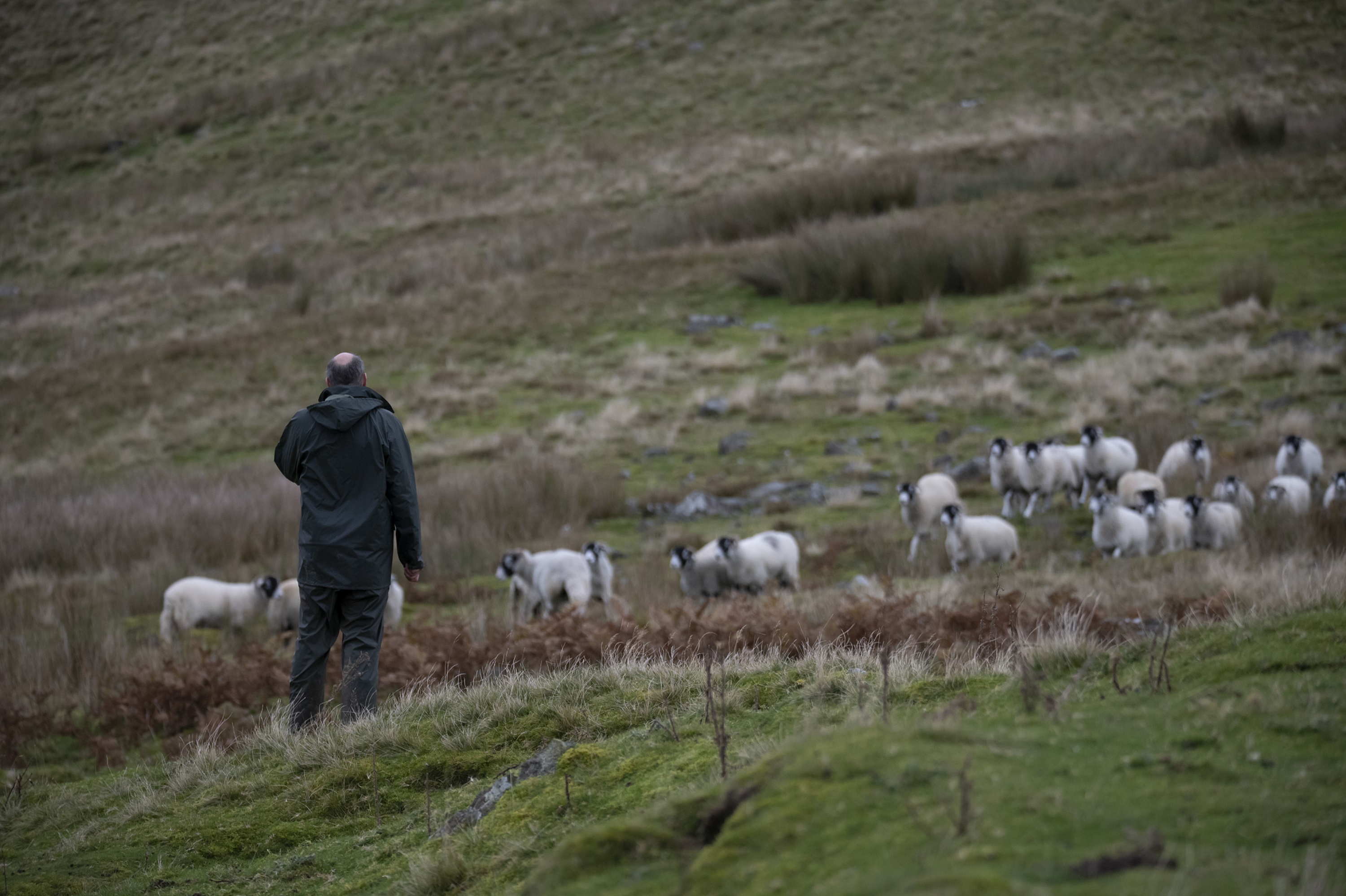 A farmer and sheep in the Arkengarthdale landscape