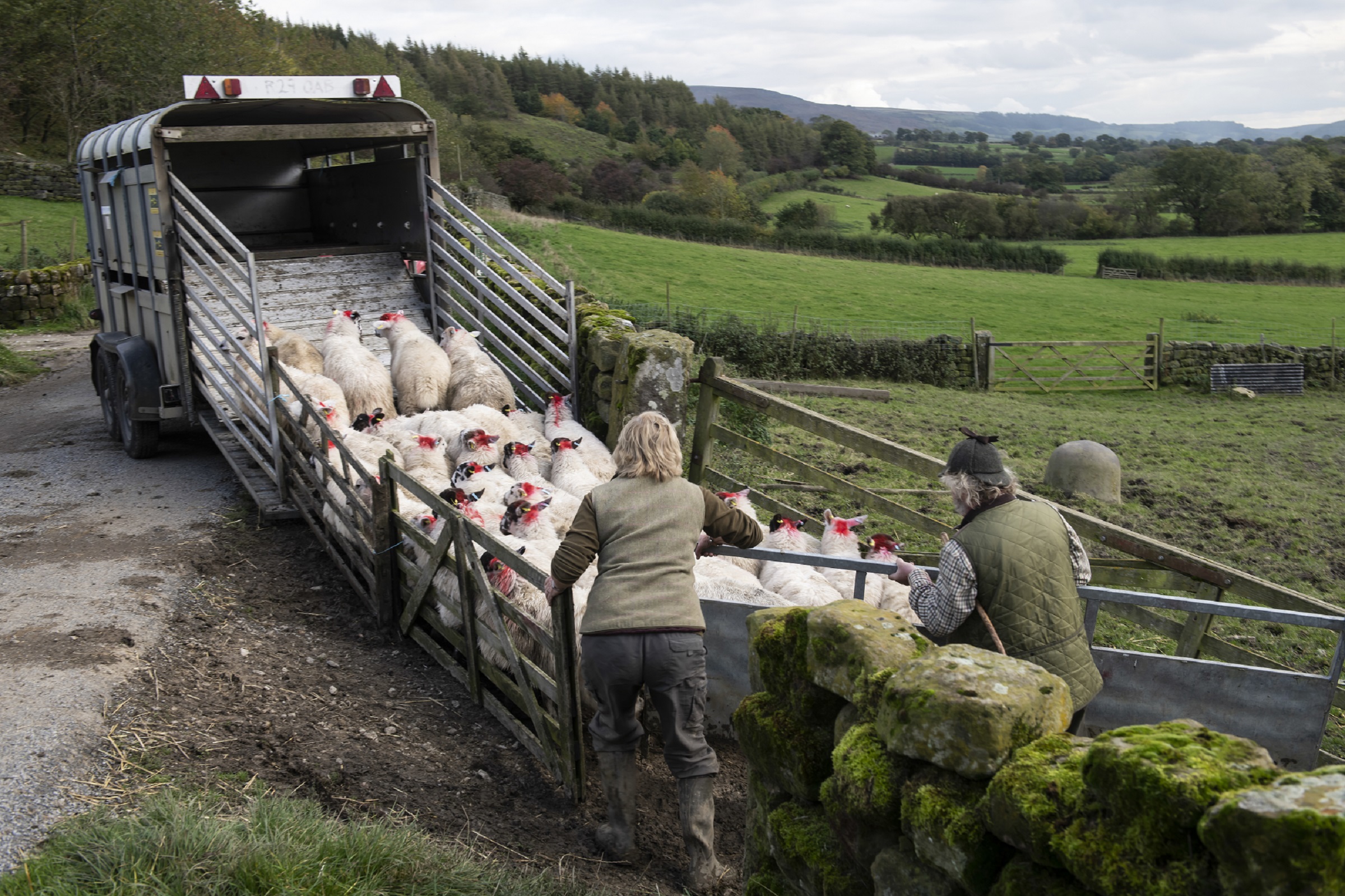 Sheep farmers putting sheep in a trailer.