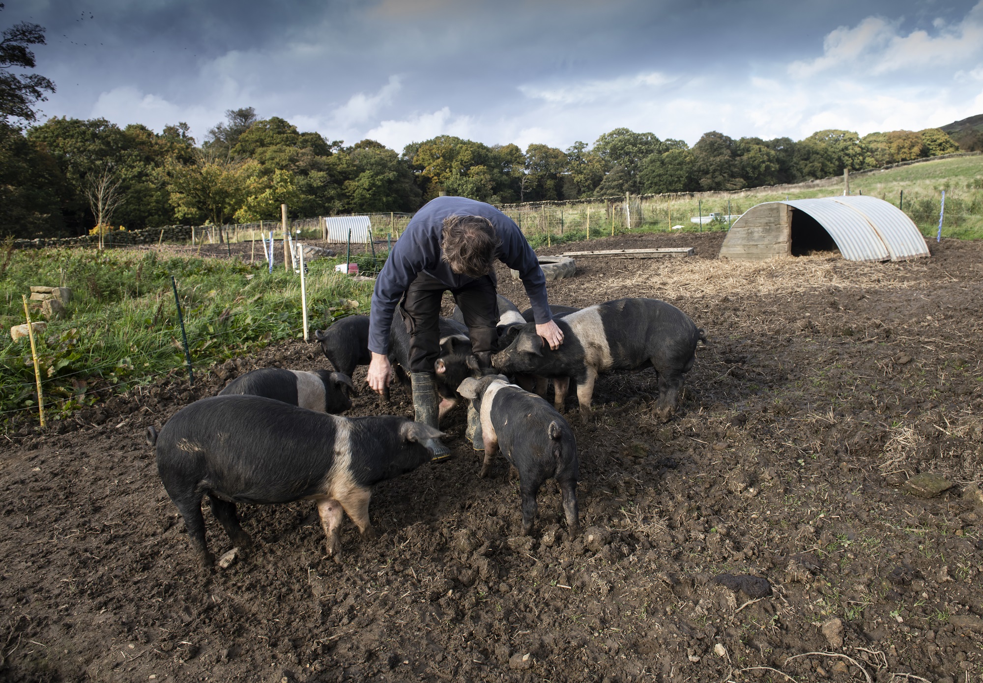 A farmer with his pigs