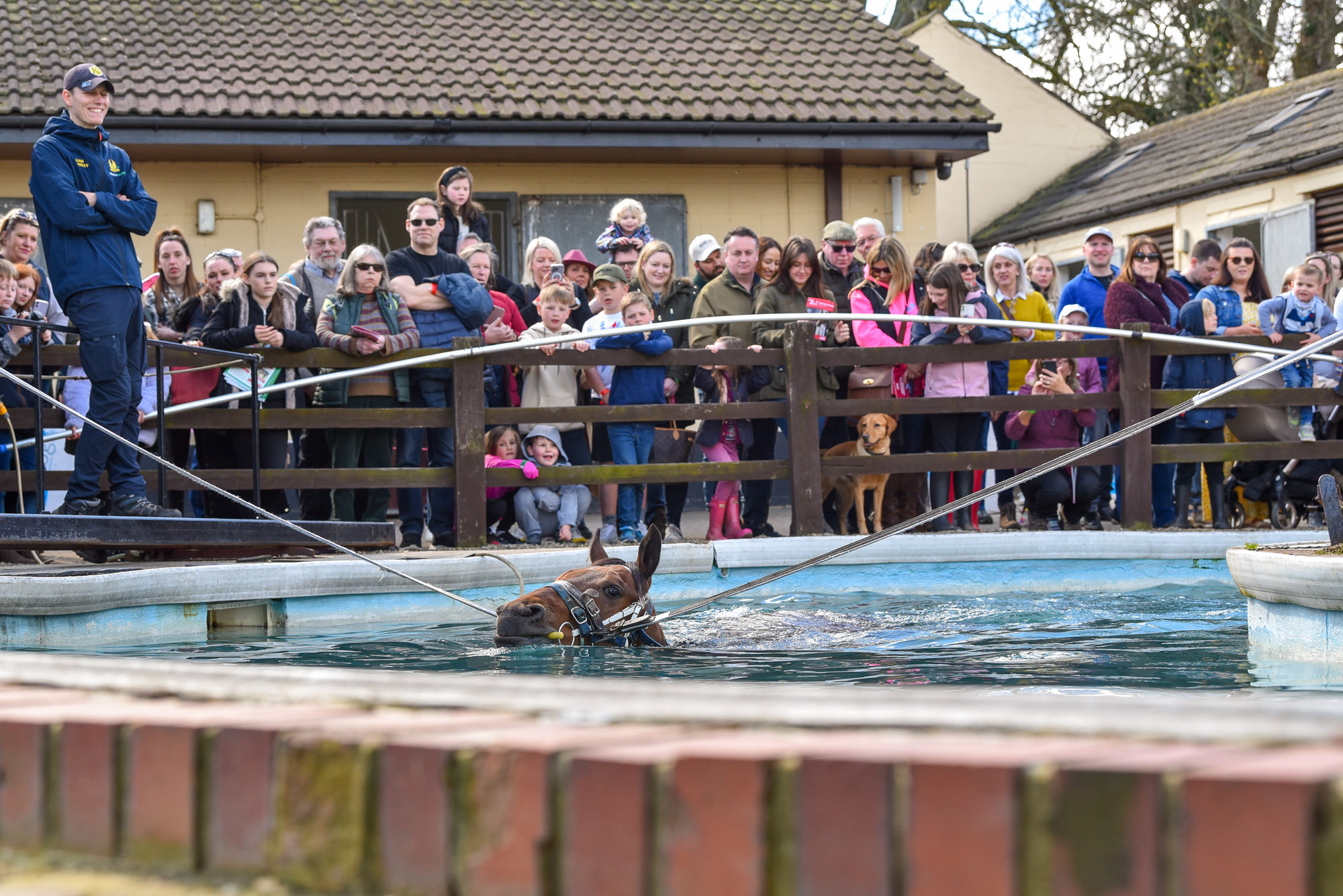 A horse in a pool at Middleham Open Day