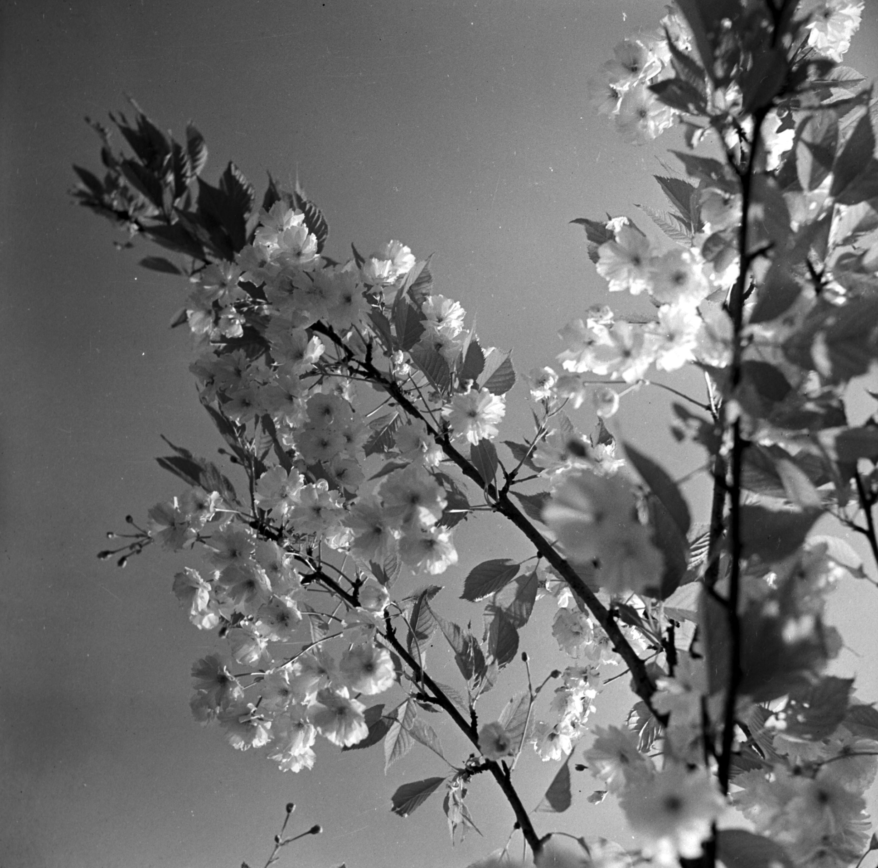 Spring blossom in full bloom. From the Bertram Unné photographic collection.