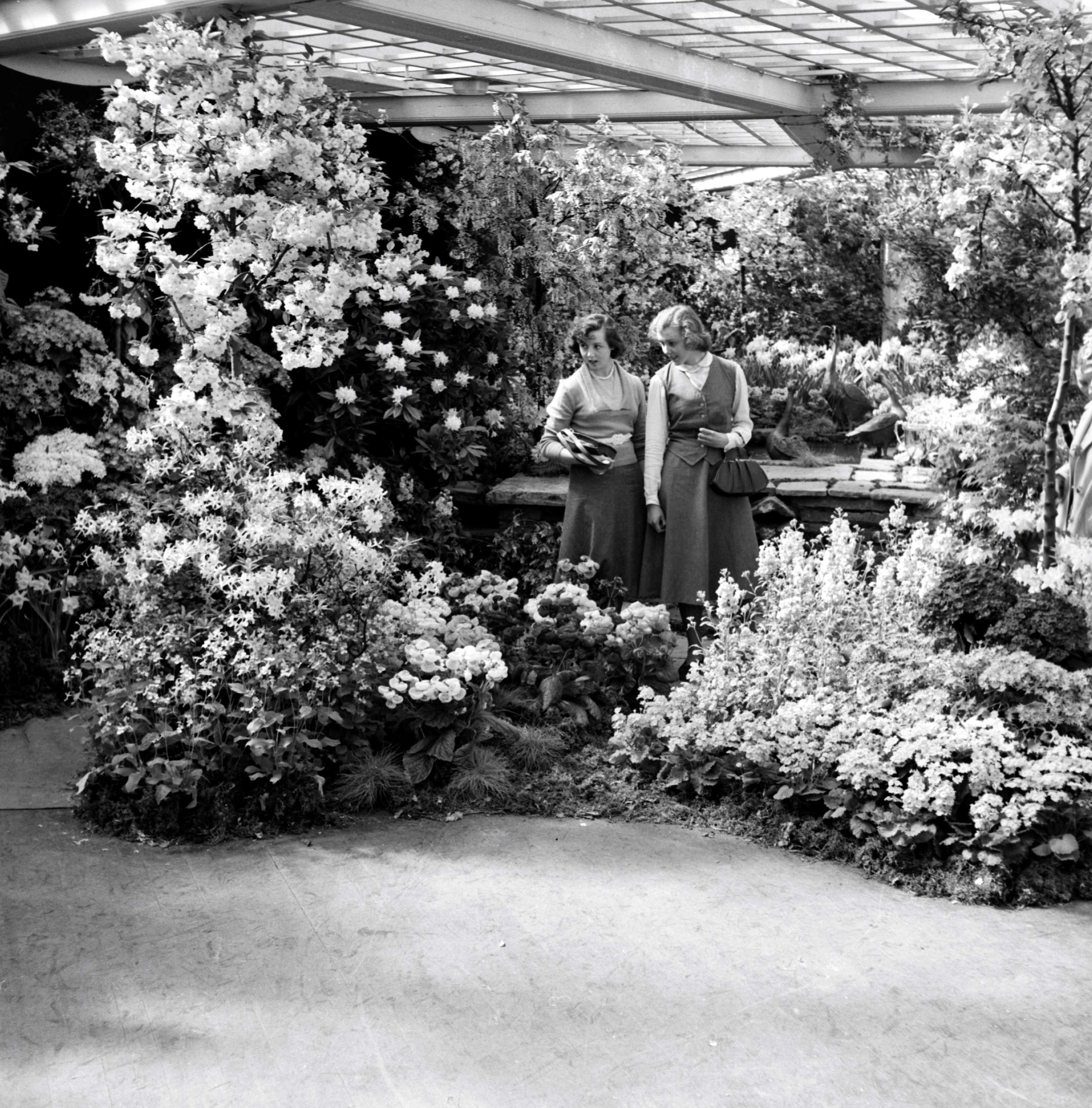 Ladies choosing plants at the Harrogate Spring Flower Festival (undated), from the Bertram Unné photographic collection.