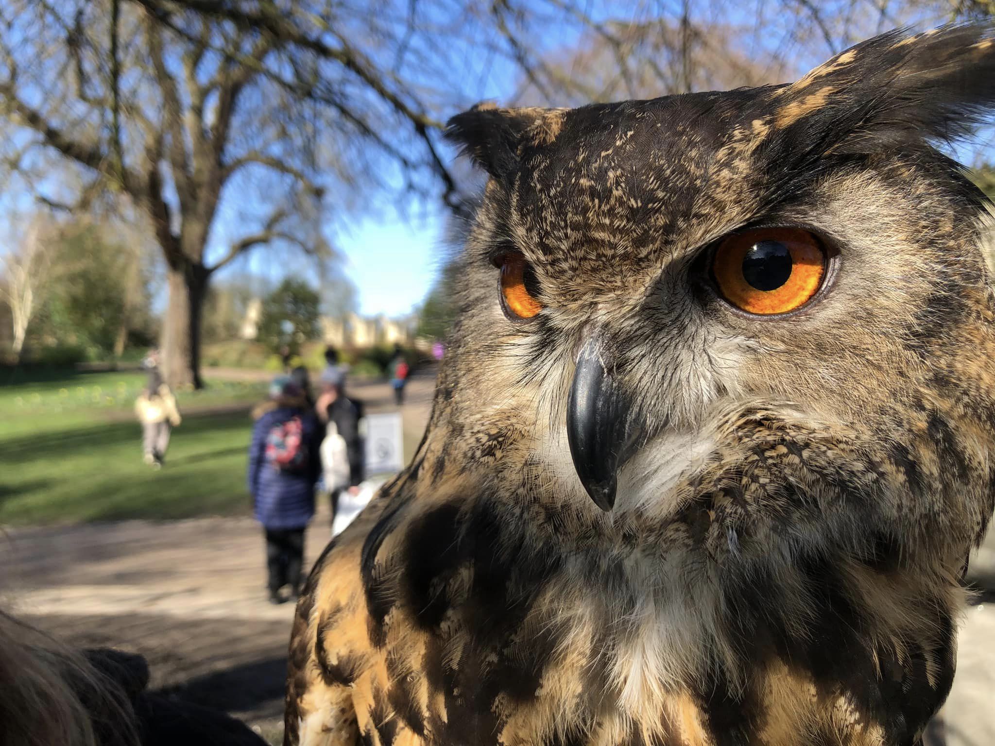 Photo of an owl from Whitby Falconers