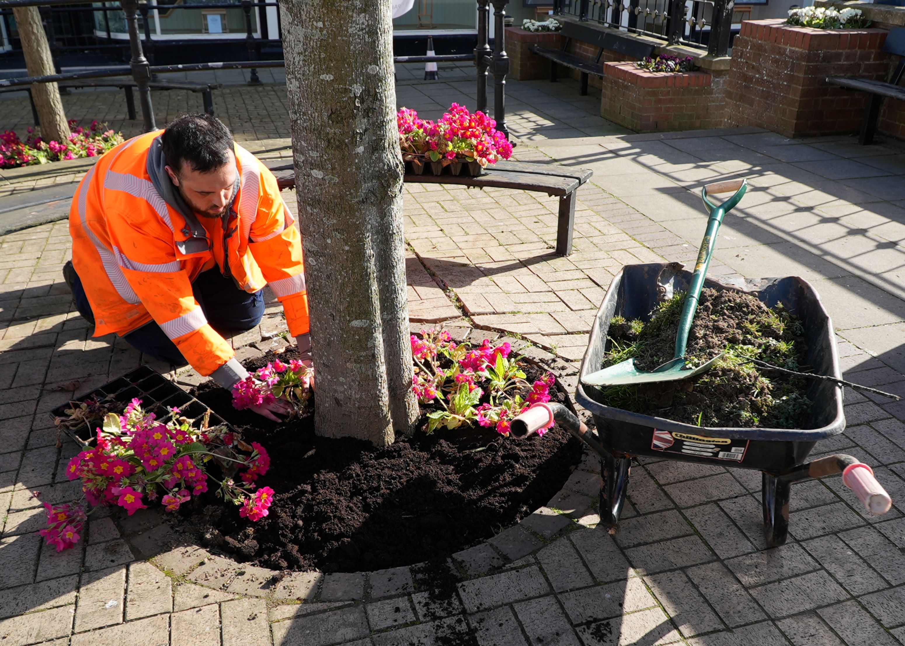 A man planting plants around a tree in Scarborough