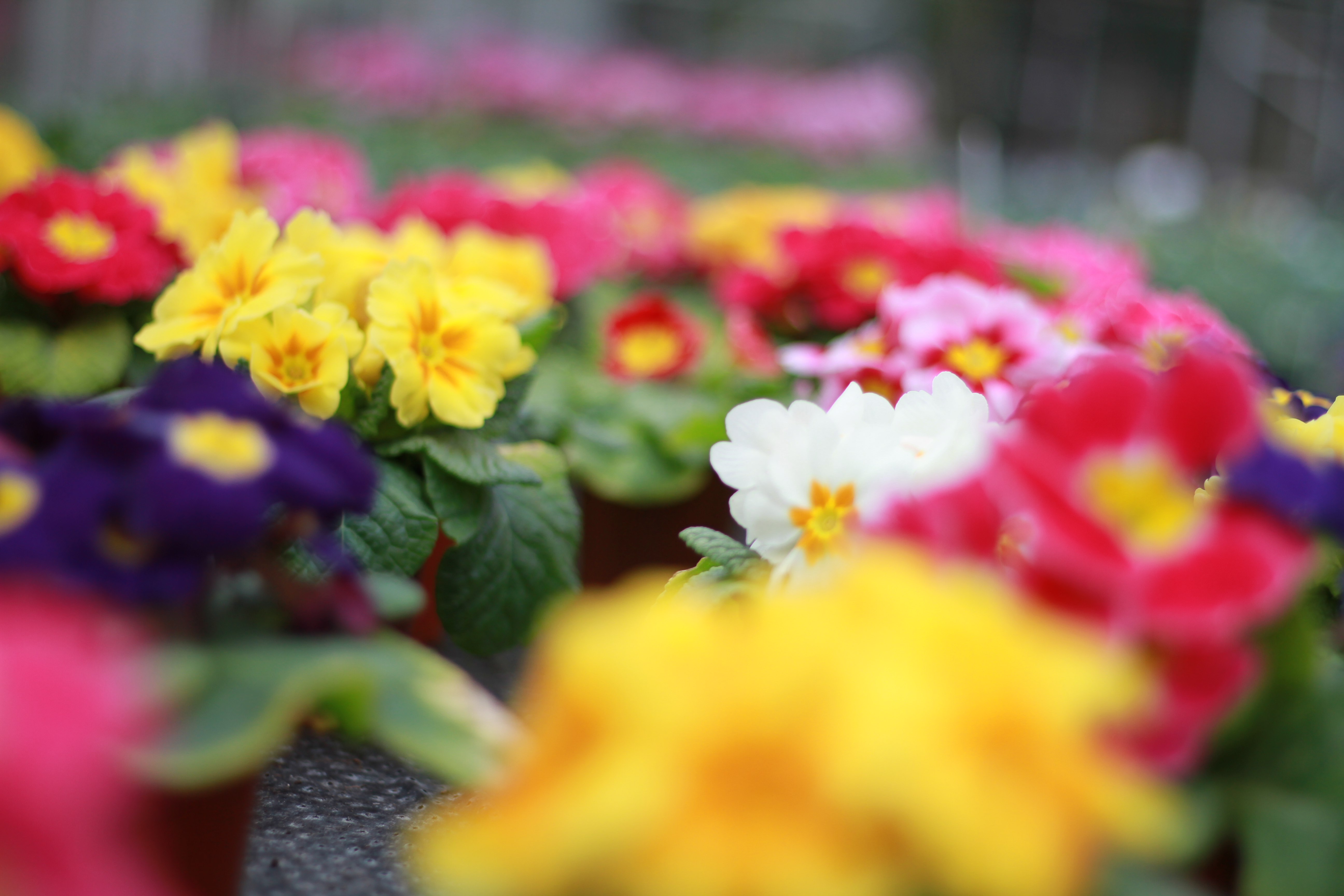 Colourful bedding plants