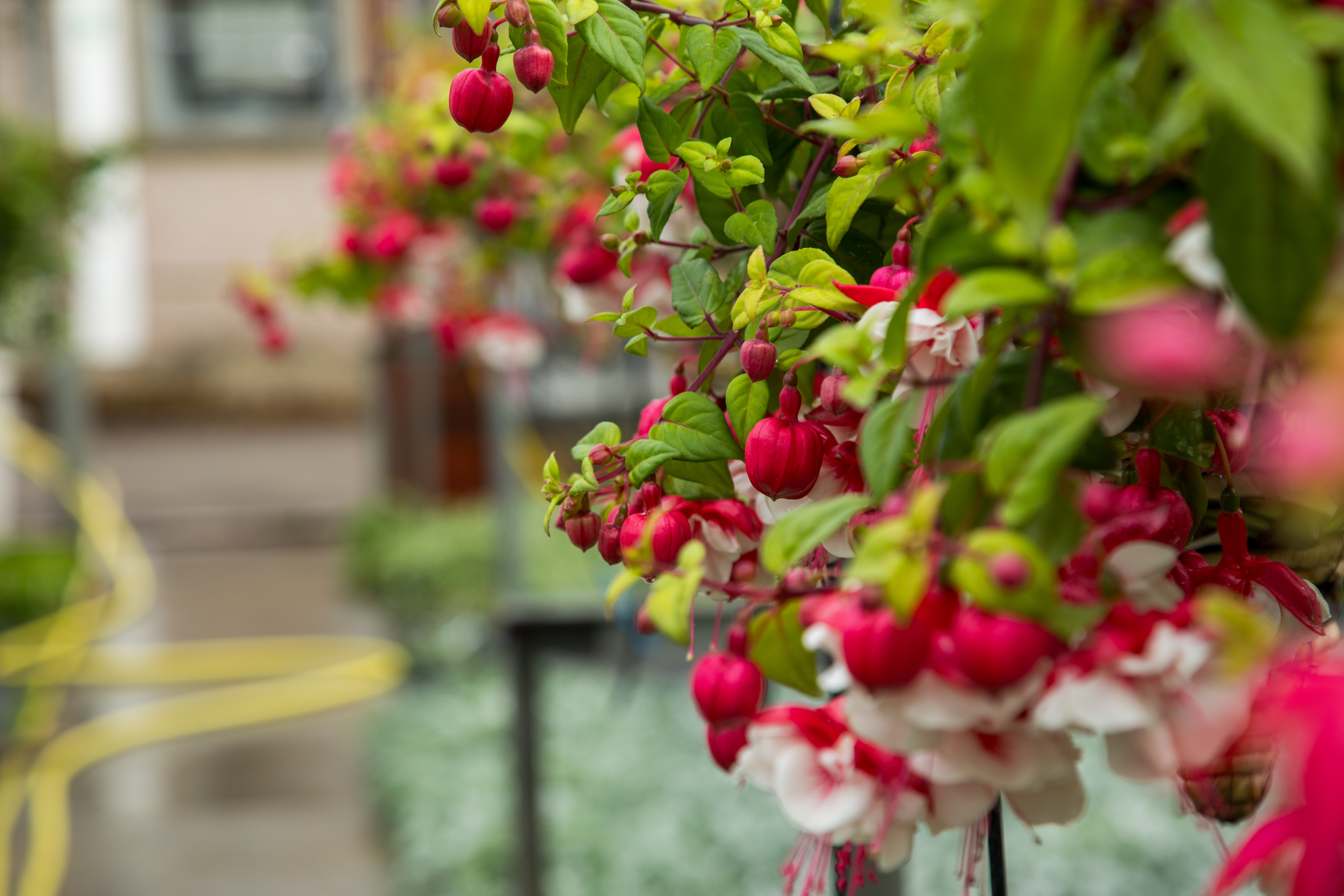 Photo of fuchsias