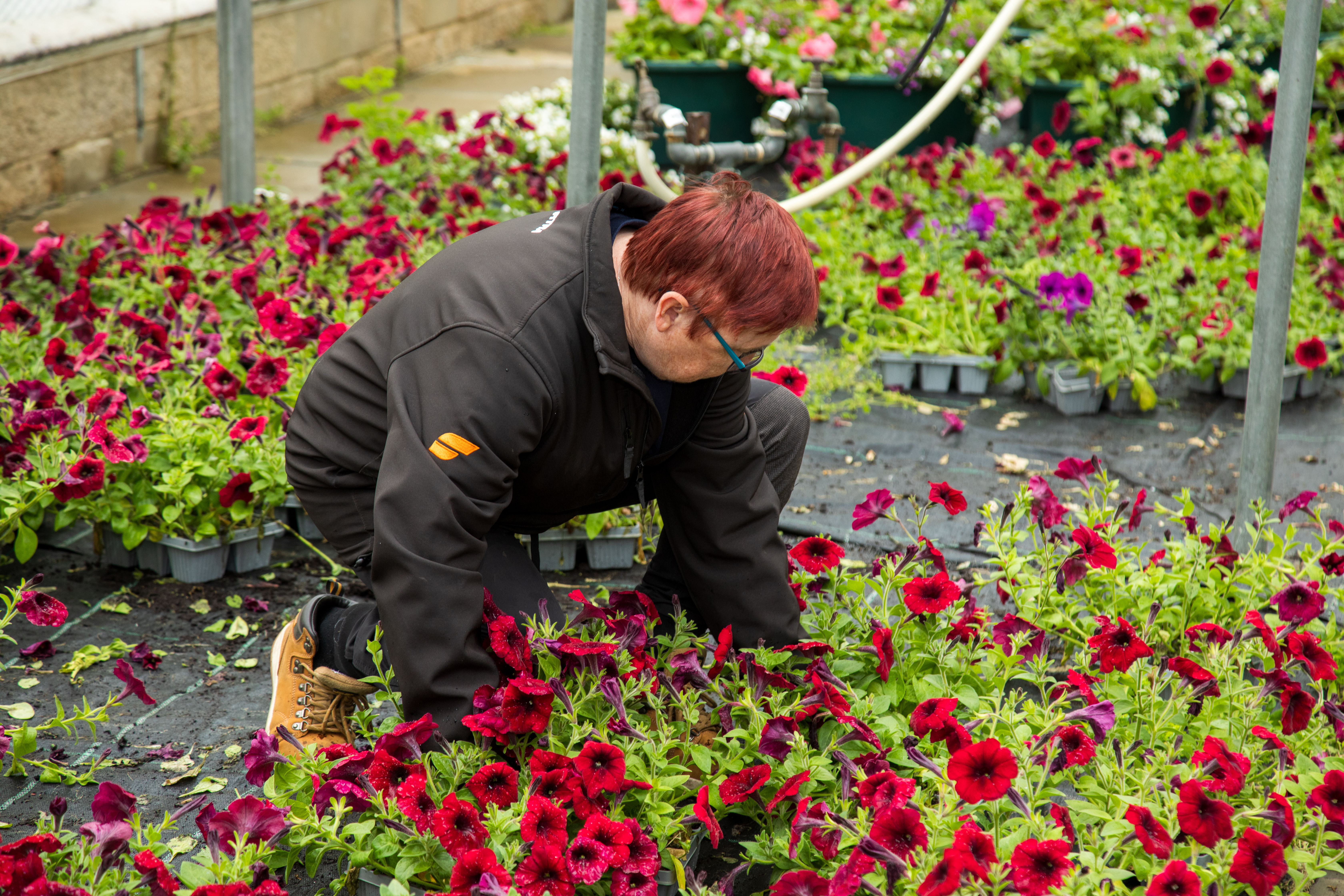 Member of staff arranging some bedding plants at the Harrogate nursery