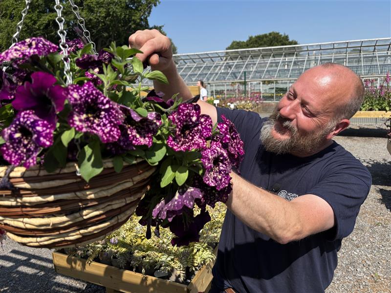 Our lead horticultural grower Darrell Gardner tending to a purple flowers