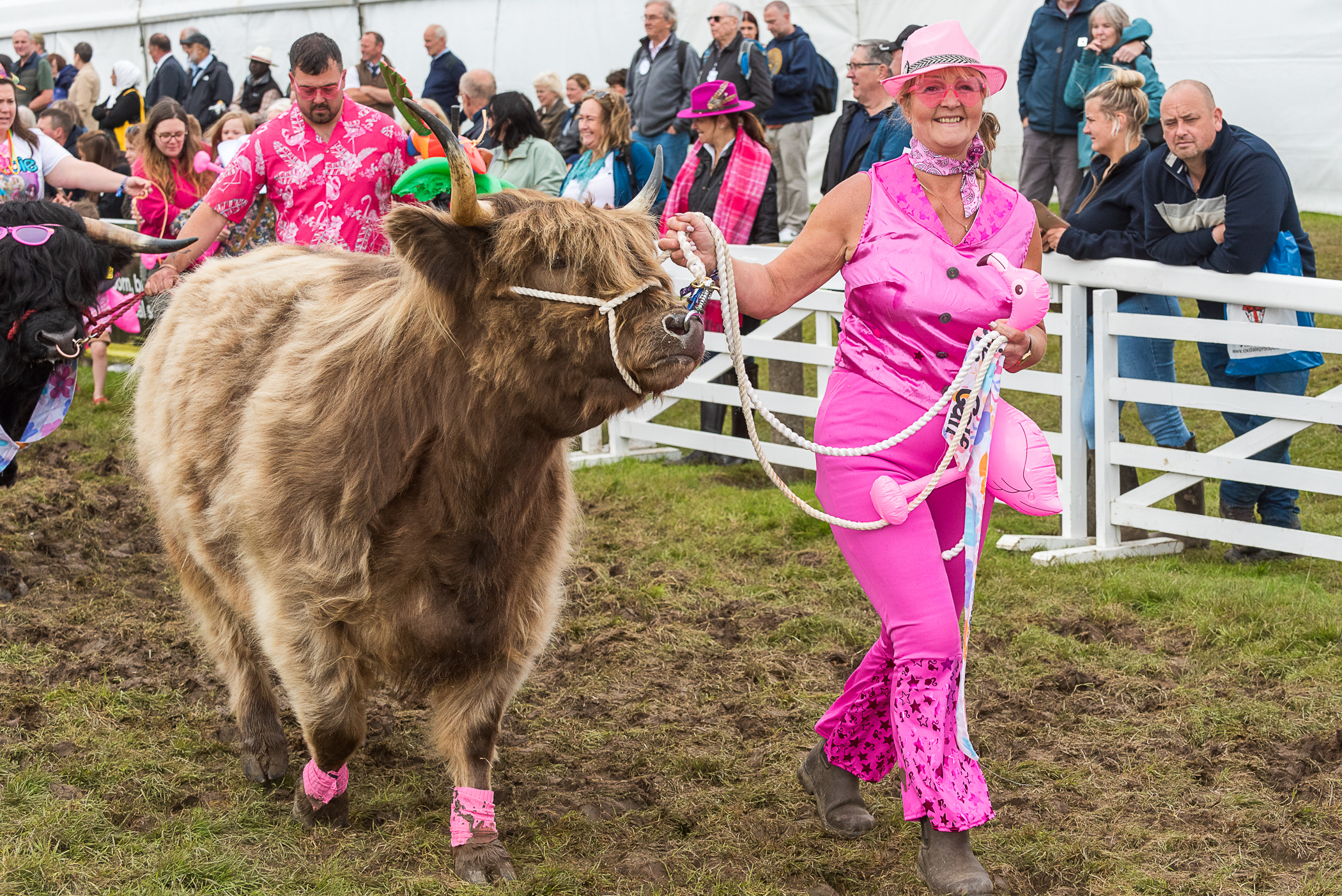 Person leading a highland cow. Image kindly provided by the Yorkshire Agricultural Society