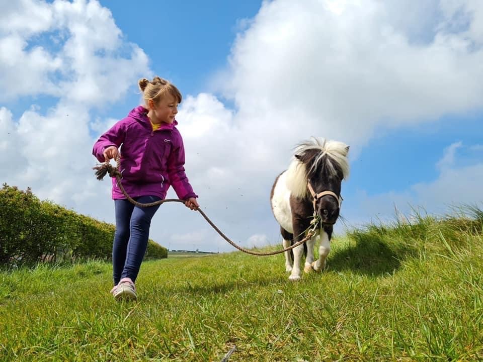 Tilly the Shetland Pony being lead by a child in the grounds of Humble Bee Farm near Scarborough. Credit Darren Barnett and Studio41