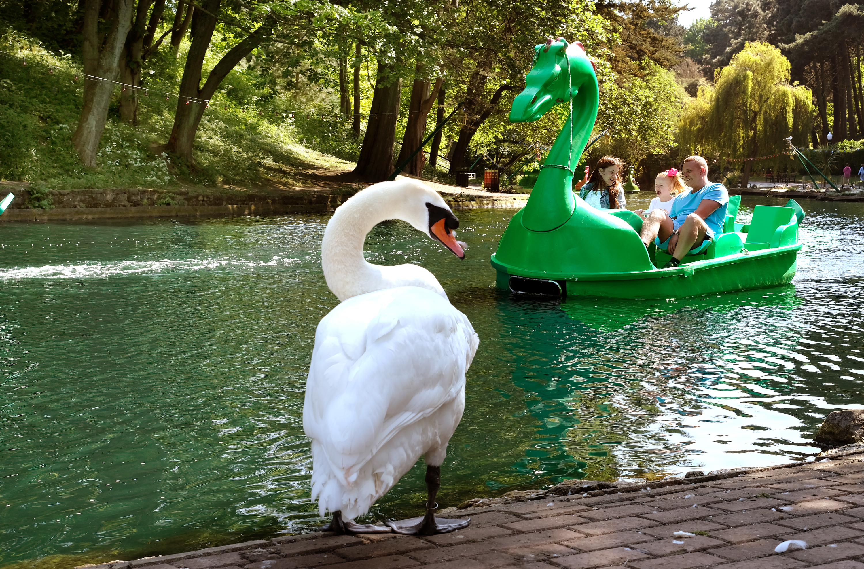 Dragon boat on the lake at Peasholm Park with a swan on the bank