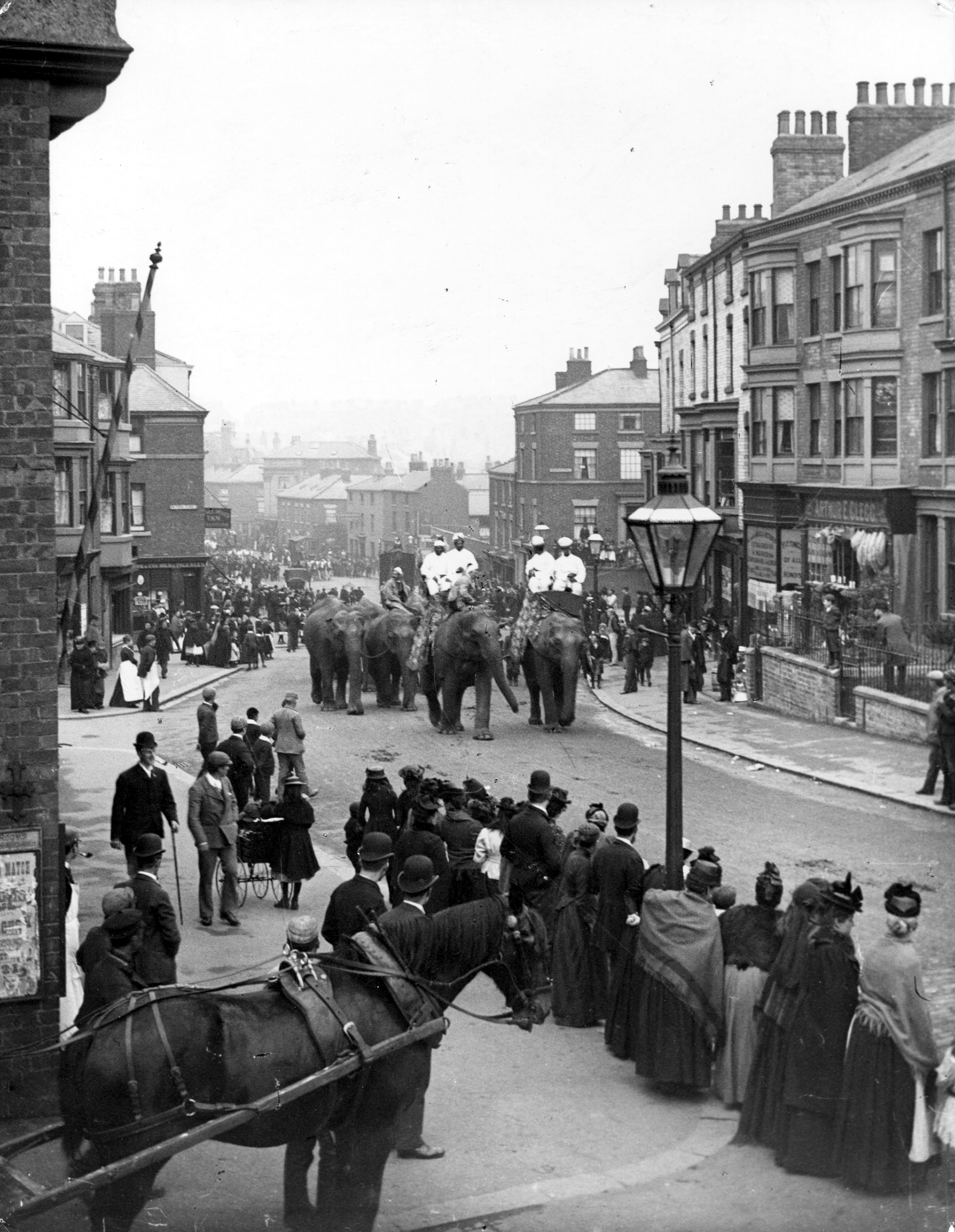 A parade of elephants along Victoria Road in Scarborough advertising a circus is in town during the early 20th century
